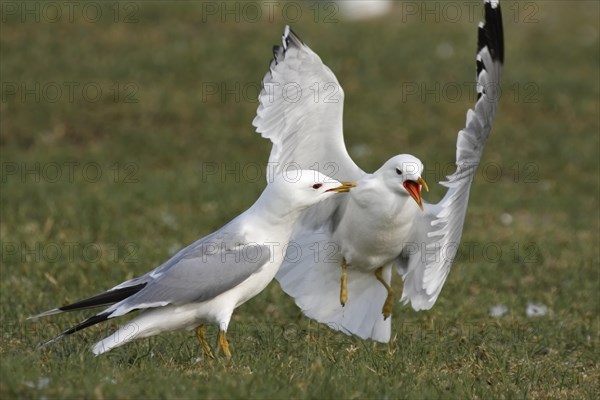 Common Gull or Mew Gull (Larus canus) gulls in a turf war in the breeding habitat