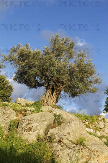 Old Olive Tree (Olea europaea)
