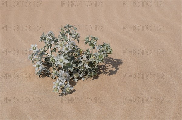 Sea Holly (Eryngium maritimum)