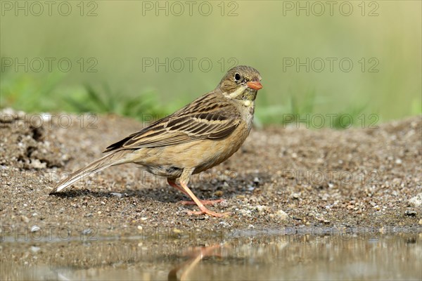 Ortolan Bunting (Emberiza hortulana) beside a pond