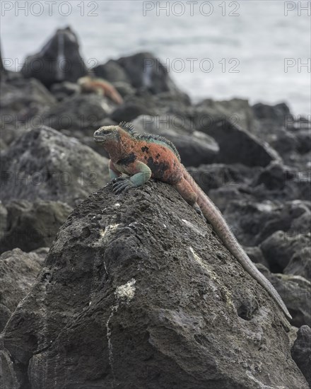 Marine Iguana (Amblyrhynchus cristatus)