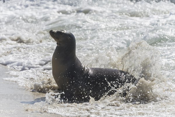 Galapagos Sea Lion (Zalophus wollebaeki) in the surf