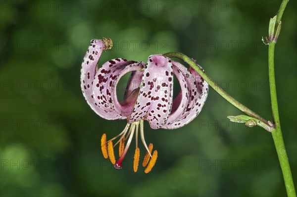 Martagon or Turk's Cap Lily (Lilium martagon)