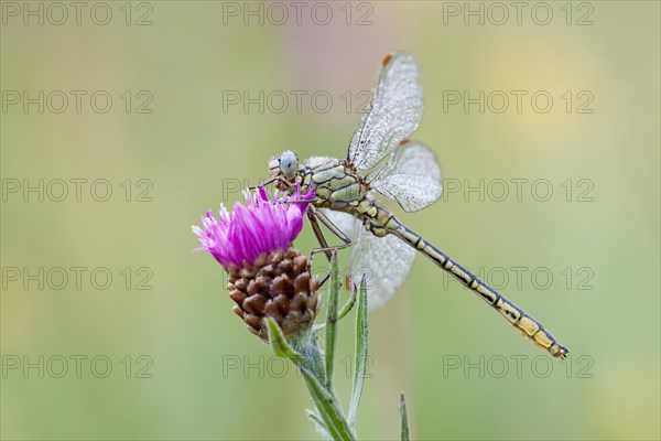 Western Clubtail (gomphus pulchellus) perched on Brown Knapweed (Centaurea jacea)