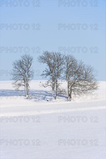 European Ash or Common Ash (Fraxinus excelsior) trees in the snow