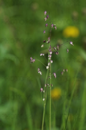 Quaking-grass (Briza media)