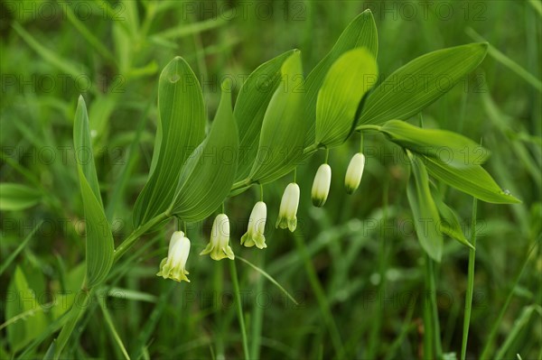 Angular Solomon's Seal or Scented Solomon's Seal (Polygonatum odoratum) with raindrops