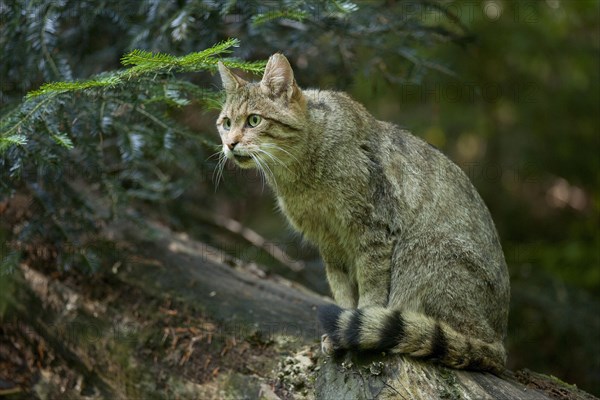 European wild cat (Felis silvestris) sitting on a tree trunk