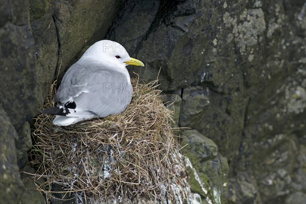 Breeding Black-legged Kittiwake(Rissa tridactyla)