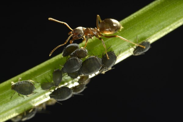 Aphids (Aphidoidea) being milked by an Ant (Formidicae)