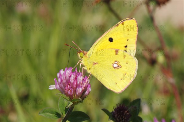 Pale Clouded Yellow (Colias hyale)