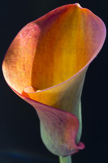 Orange-red flower of a Calla or Calla Lily (Zantedeschia)