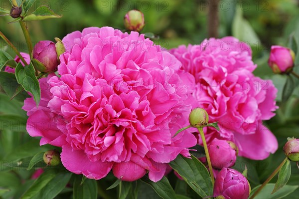 Peony (Paeonia)