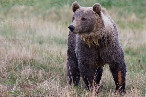 Brown Bear (Ursus arctos) in Skandinavisk Dyrepark or Scandinavian Wildlife Park