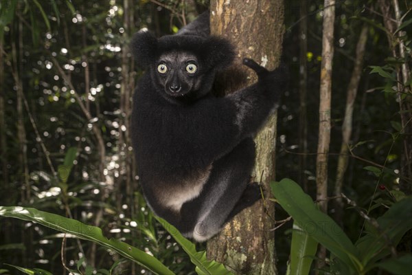 Indri (Indri Indri) climbs the tree