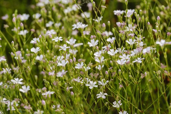 Creeping Baby's Breath (Gypsophila repens)