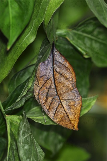 Indian or Malayan Leafwing Butterfly (Kallima paralekta)