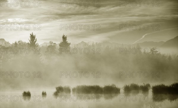 Morning fog over a moor pond