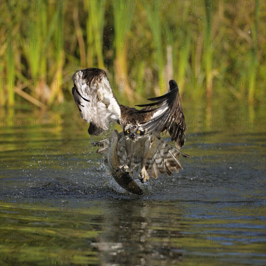 Osprey (Pandion haliaetus) taking flight after a successful hunt with Rainbow Trout (Oncorhynchus mykiss) as prey