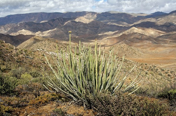 Dikboudmelkbos (Euphorbia dregeana) with seed heads in its habitat