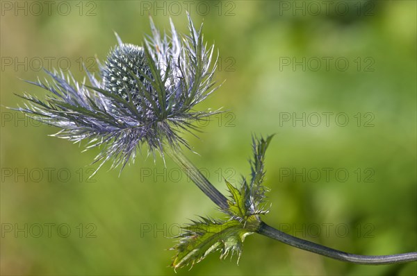 Alpine Sea Holly