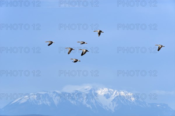 Greylag Geese (Anser anser)