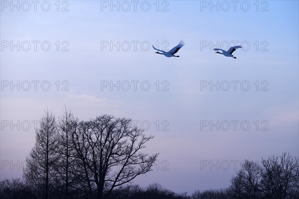 Red-crowned Cranes