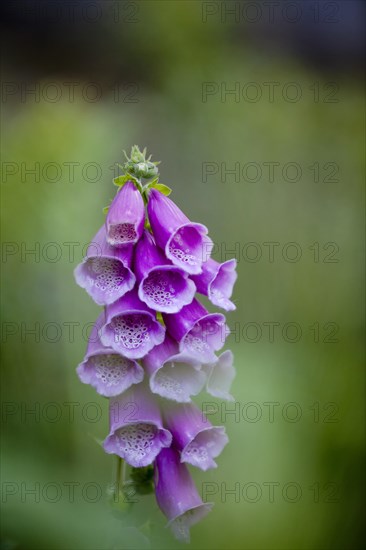 Purple Foxglove or Lady's Glove (Digitalis purpurea)