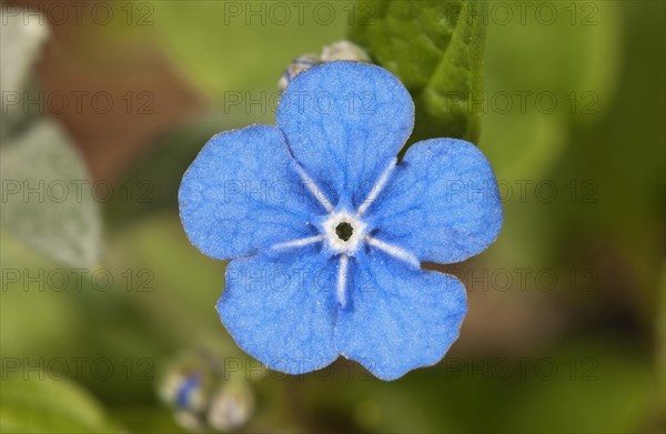 Creeping Navelwort or Blue-eyed Mary (Omphalodes verna)
