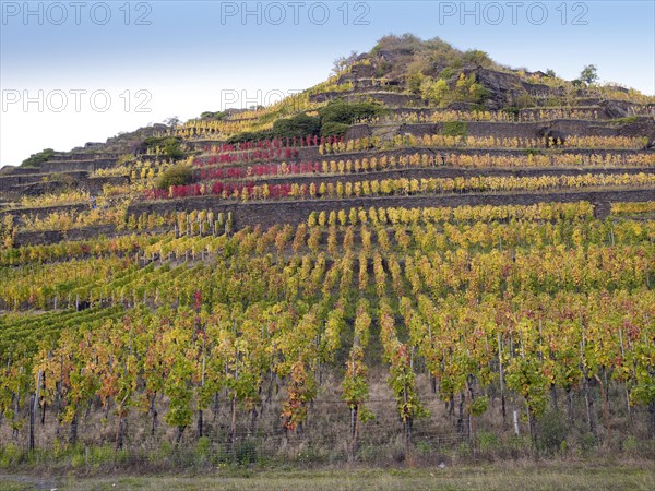 Vineyard with vines on steep slopes and terraces in autumn
