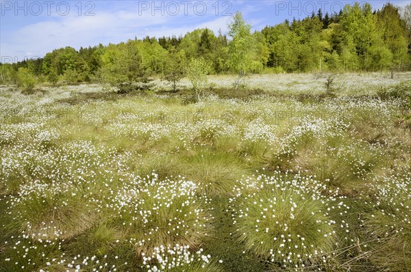 Flooded bog with blooming Hare's-tail Cottongrass