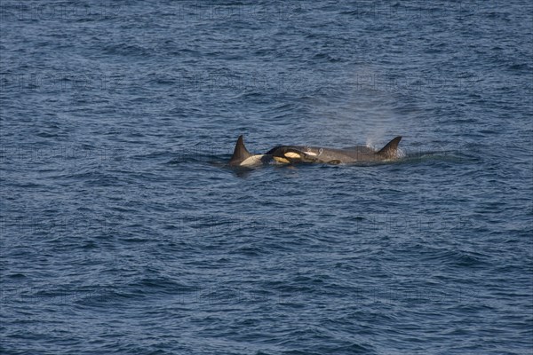 Killer Whales or Orca (Orcinus orca)