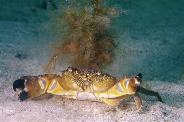 Warty crab or Yellow crab (Eriphia verrucosa)