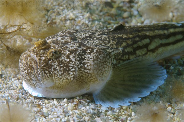 Atlantic Stargazer (Uranoscopus scaber)