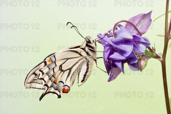 Old World Swallowtail (Papilio machaon) butterfly on a Columbine