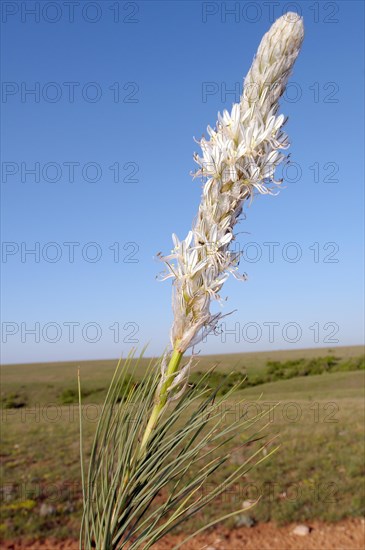 Asphodeline parviflora (Asphodelina taurica)