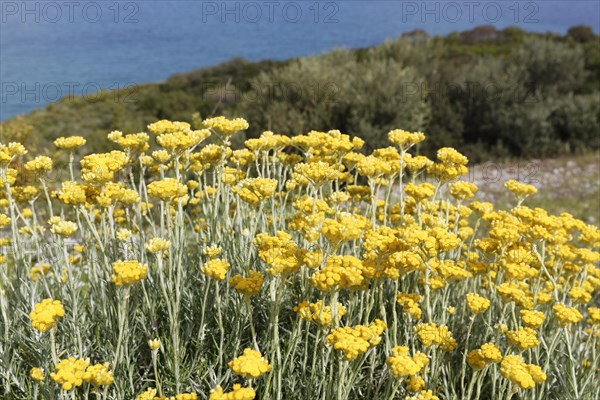 Flowering Curry Plant (Helichrysum italicum)