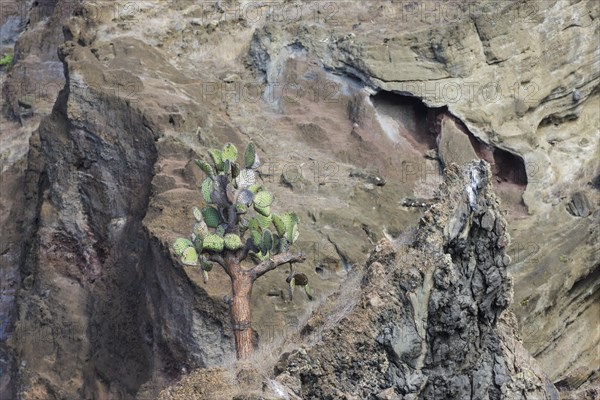 Galapagos Prickly Pear (Opuntia echios) growing on a multi-coloured lava cliff