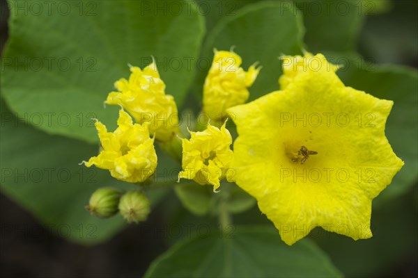 Yellow Geiger or Muyuyo (Cordia lutea)