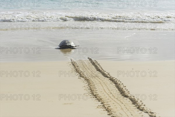 Green Sea Turtle or Pacific Green Turtle (Chelonia mydas japonica) on the way to the sea