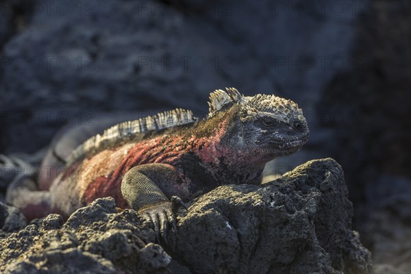 Marine Iguana (Amblyrhynchus cristatus)