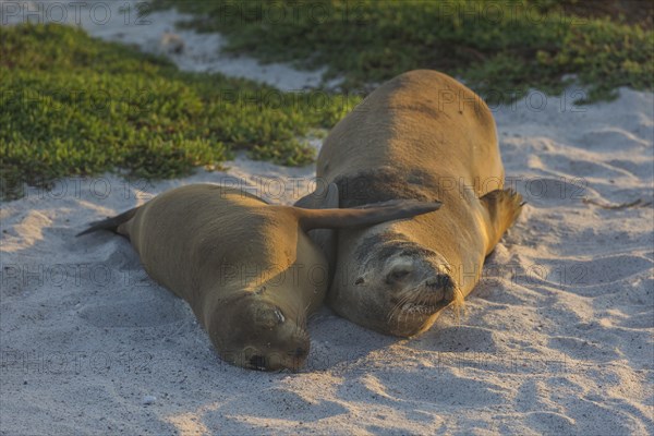 Two Galapagos Sea Lions (Zalophus wollebaeki) lying in the sand