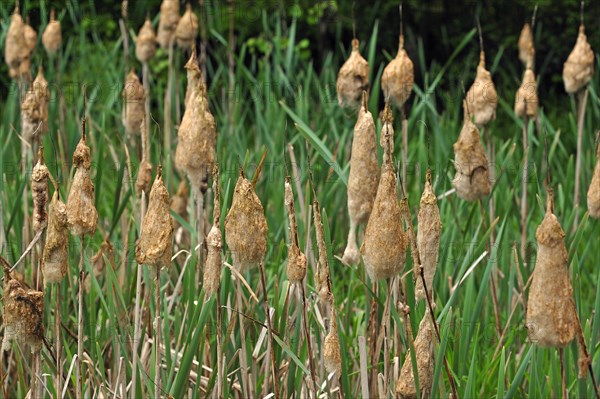 Lesser Bulrush or Narrowleaf Cattail (Typha angustifolia)