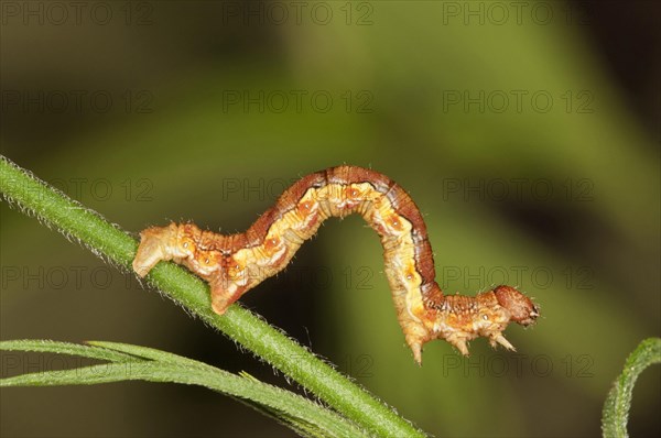 Mottled Umber (Erannis defolaria)