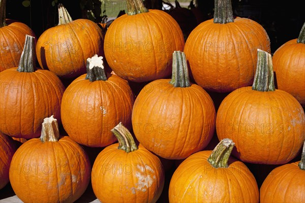 Pumpkins at the autumn market