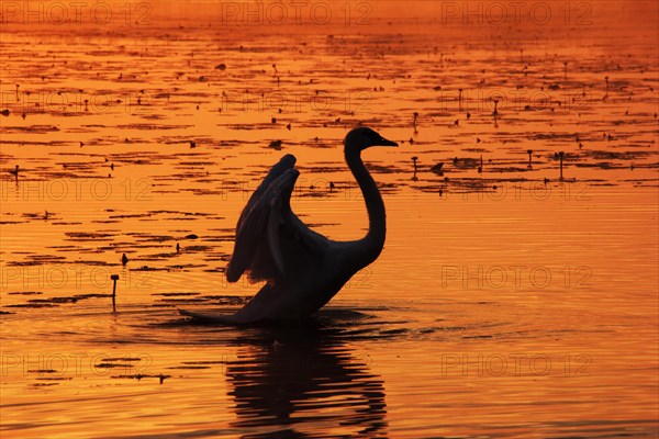 Mute Swan (Cygnus olor) beating its wings