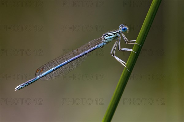 White-legged damselfly (Platycnemis pennipes)