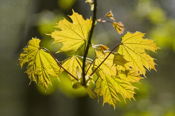 Norway Maple (Acer platanoides)