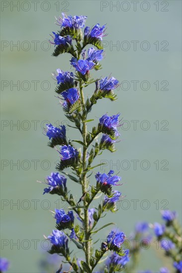 Viper's bugloss (Echium vulgare)