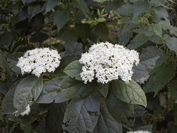 Laurustinus Viburnum (Viburnum tinus rigidum)